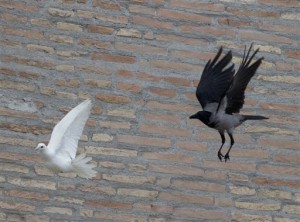 Dove on the run